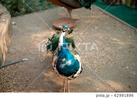 White and Blue Peacock walking and posing for 62991896