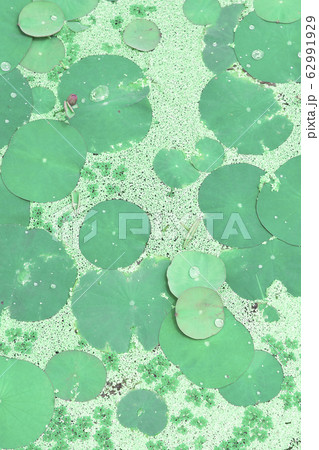 High angle view of water lily leaves 62991929