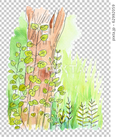 Ivy, tree, grass 62992059