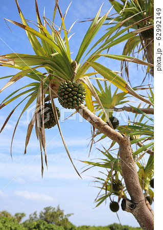 沖縄　伊是名　トロピカルな街路樹 62992149