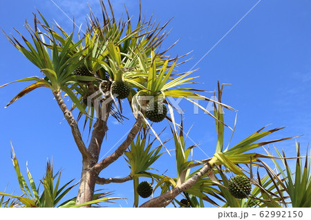 沖縄 伊是名 トロピカルな街路樹の写真素材