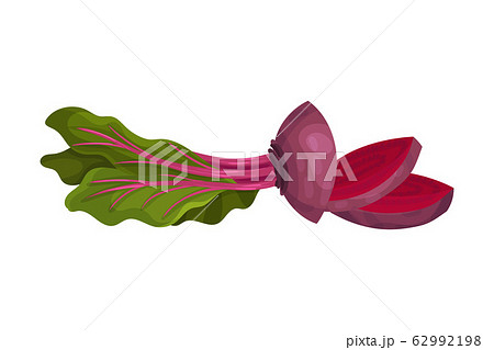 Chopped or Sliced Purple Beetroot Isolated on White Background Vector Illustration 62992198
