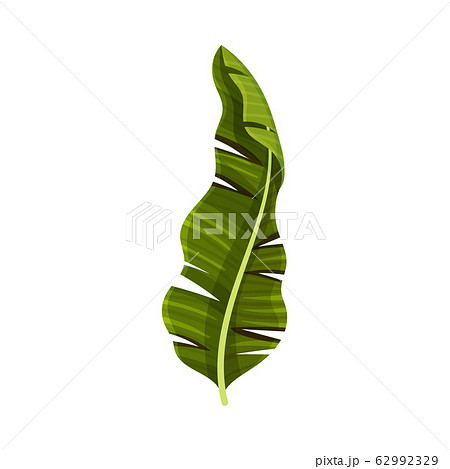 Bright Green Curved Banana Leaf with Cross Veins Vector Illustration Bright Green Curved Banana Leaf with Cross Veins Vector Illustration 62992329
