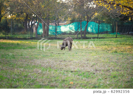 Deer eating grass in the park Deer eating grass in the park 62992356