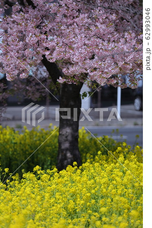 菜の花と桜 菜の花と桜 62993046