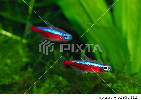カージナルテトラ カージナルテトラ 62993112