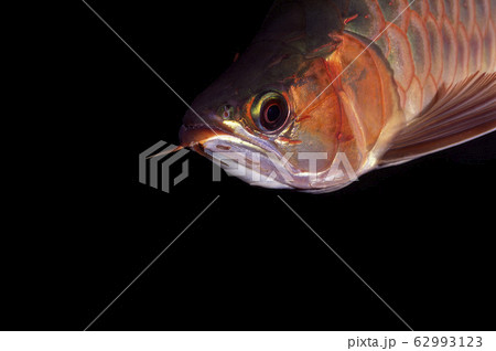 アロワナのアップ 62993123