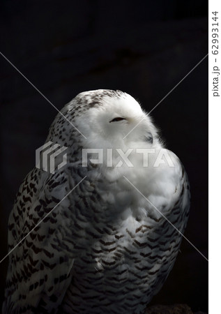 シロフクロウ シロフクロウ 62993144