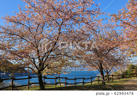 河津桜と海 河津桜と海 62993478