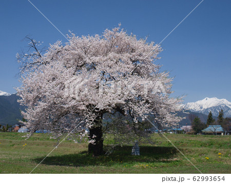 春　北アルプスにて 62993654
