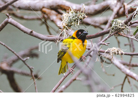 Close-up, attractive Black-headed Weaver, Ploceus cucullatus, male starting to build its nest by weaving grasses, on twig with fiber in beak against brown twig background 62994825