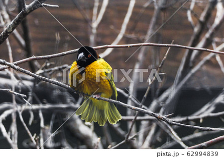Close-up, attractive Black-headed Weaver, Ploceus cucullatus, male starting to build its nest by weaving grasses, on twig with fiber in beak against brown twig background Close-up, attractive Black-headed Weaver, Ploceus cucullatus, male starting to build its nest by weaving grasses, on twig with fiber in beak against brown twig background 62994839