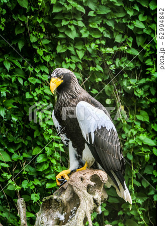 Bald Eagle bird close-up profile view displaying brown feathers plumage, white head, white tail, eye, beak, talons, in its surrounding and environment with green leaves background copy space Bald Eagle bird close-up profile view displaying brown feathers plumage, white head, white tail, eye, beak, talons, in its surrounding and environment with green leaves background copy space 62994842