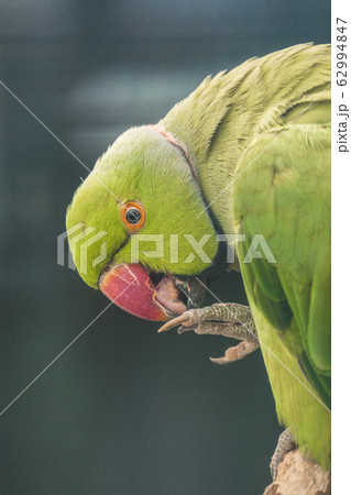 Beautiful Green Parrot with vibrant plumage Soft Focus eating 62994847
