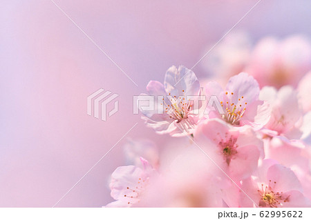 桜２ 62995622