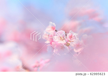桜3 桜3 62995623