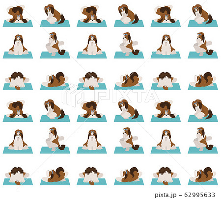 Yoga dogs poses and exercises poster design. Shih Yoga dogs poses and exercises poster design. Shih 62995633