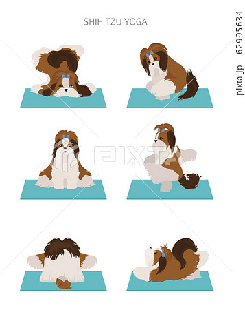 Yoga dogs poses and exercises poster design. Shih Yoga dogs poses and exercises poster design. Shih 62995634