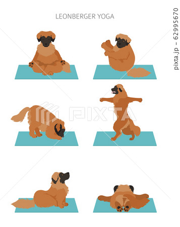 Yoga dogs poses and exercises poster design. Yoga dogs poses and exercises poster design. 62995670