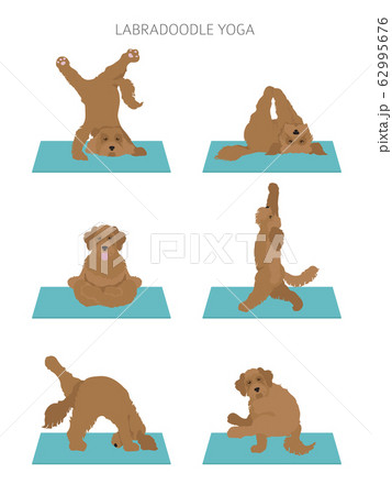 Yoga dogs poses and exercises poster design. 62995676