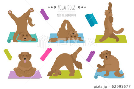 Yoga dogs poses and exercises poster design. 62995677