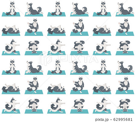 Yoga dogs poses and exercises. Siberian husky and Yoga dogs poses and exercises. Siberian husky and 62995681