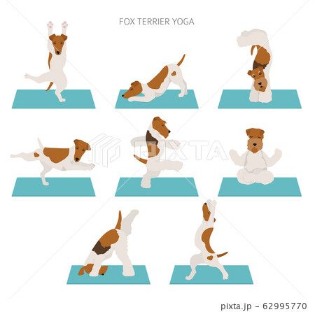 Yoga dogs poses and exercises poster design. Yoga dogs poses and exercises poster design. 62995770