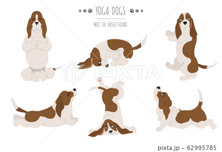 Yoga dogs poses and exercises. Basset hound Yoga dogs poses and exercises. Basset hound 62995785