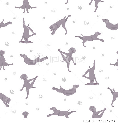 Yoga dogs poses and exercises seamless pattern 62995793