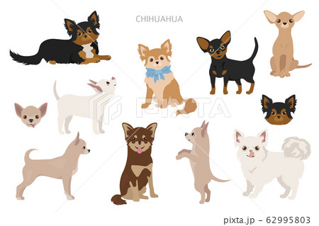 Chihuahua dogs in poses. Different varieties of Chihuahua dogs in poses. Different varieties of 62995803