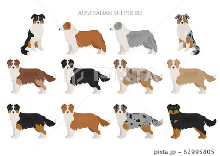 Australian shepherd dog. Different variations of 62995805