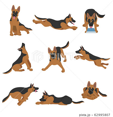 German Shepherd Dogs In Different Poses Shepherdのイラスト素材