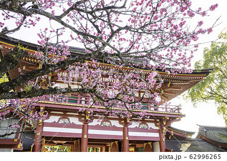 太宰府天満宮 美しい梅の花と楼門 太宰府天満宮 美しい梅の花と楼門 62996265