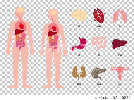 人体図イラスト 62996845