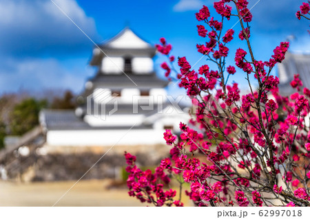 白石城と梅の花　宮城県白石市 62997018