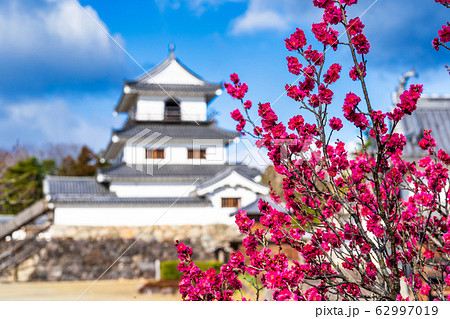 白石城と梅の花　宮城県白石市 62997019