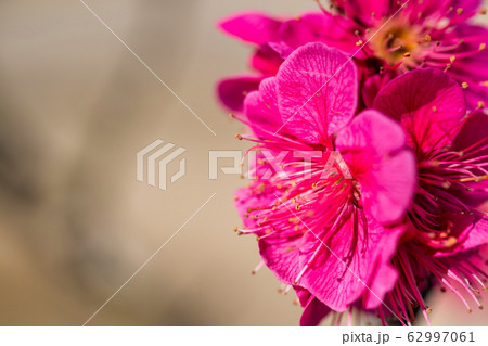 益岡公園(白石城)に咲く梅の花 宮城県白石市 益岡公園(白石城)に咲く梅の花 宮城県白石市 62997061