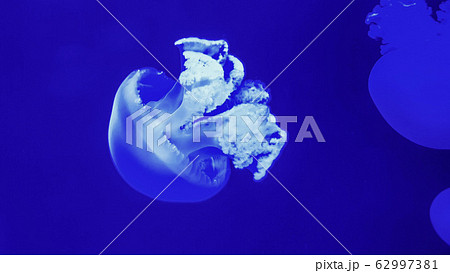 Colorful jellyfish in aquarium 62997381