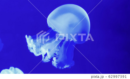 Colorful jellyfish in aquarium 62997391