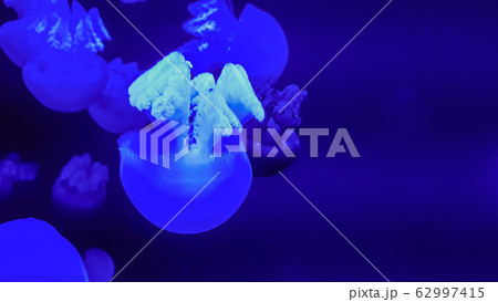 Colorful jellyfish in aquarium 62997415