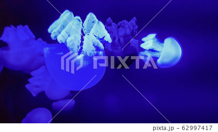 Colorful jellyfish in aquarium 62997417
