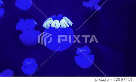 Colorful jellyfish in aquarium 62997419