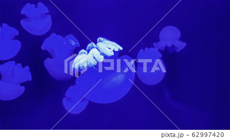 Colorful jellyfish in aquarium 62997420