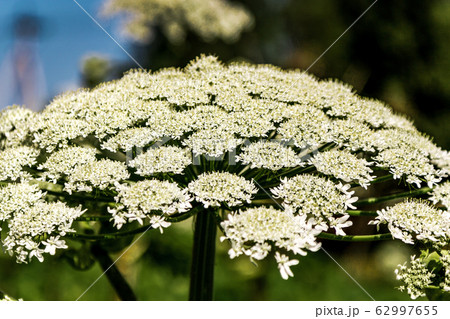 Sosnowski's Hogweed, a weed in the field Heracleum sphondylium, flowering umbel Sosnowski's Hogweed, a weed in the field Heracleum sphondylium, flowering umbel 62997655