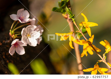 良才川 春 風景 62997757