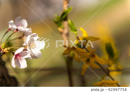 良才川 春 風景 62997758