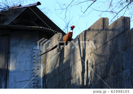 鳥 路地 キジ 62998105