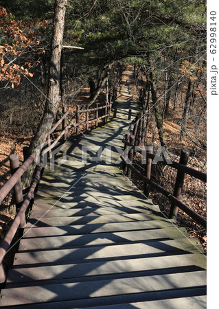 鳥 路地 キジ 62998140