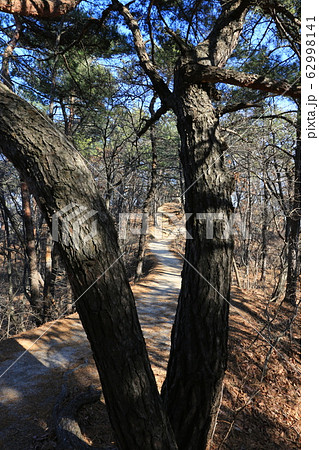 鳥 路地 キジ 62998141