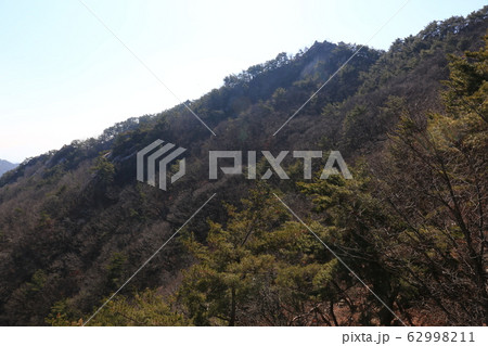 鳥 路地 キジ 62998211